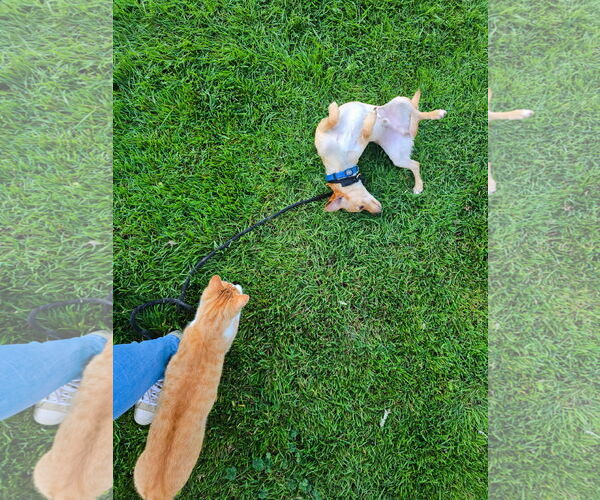 Medium Photo #11 Chihuahua Puppy For Sale in Sandy, UT, USA