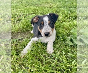 Texas Heeler Puppy for sale in HILLSBORO, WI, USA