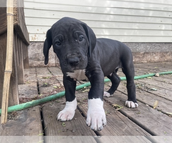 Medium Photo #5 Great Dane Puppy For Sale in LANSING, MI, USA