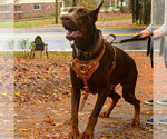Small Photo #112 Doberman Pinscher Puppy For Sale in FORT LAUDERDALE, FL, USA