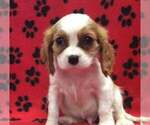 Small Photo #1 Cavalier King Charles Spaniel Puppy For Sale in RUDOLPH, OH, USA
