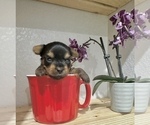 Small #4 Yorkshire Terrier