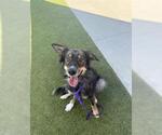 Small Australian Shepherd Mix