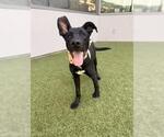 MICHAEL - Male German Shepherd Dog-Unknown Mix Dog for Adoption - Small photo