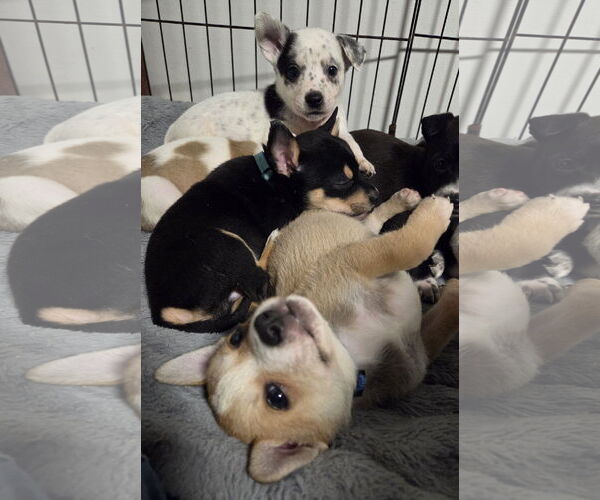 Medium Photo #3 Mutt Puppy For Sale in Garden City, NY, USA