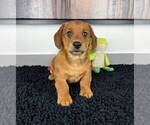 Small Photo #1 Doxle Puppy For Sale in FRANKLIN, IN, USA