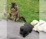 Small Photo #6 Labrador Retriever Puppy For Sale in OLYMPIA, WA, USA