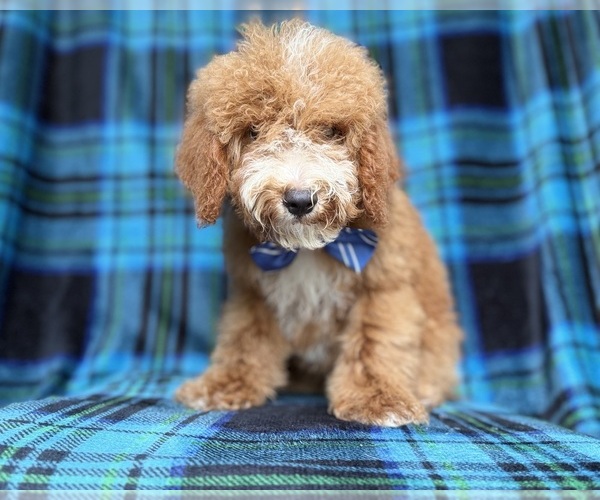 Medium Photo #6 Cockapoo (Miniature) Puppy For Sale in LAKELAND, FL, USA