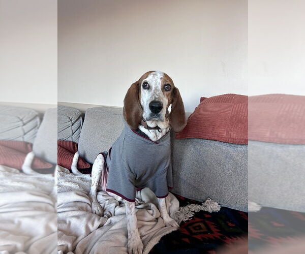 Medium Photo #2 Coonhound-Unknown Mix Puppy For Sale in Lakewood, CO, USA