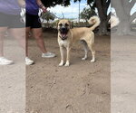 Small #2 Mastiff