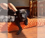 Small Labrador Retriever Mix