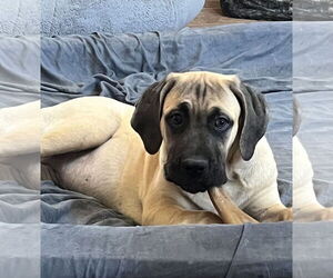 Mastiff Dogs for adoption in Goodyear, AZ, USA
