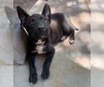 Small #4 Labrador Retriever Mix