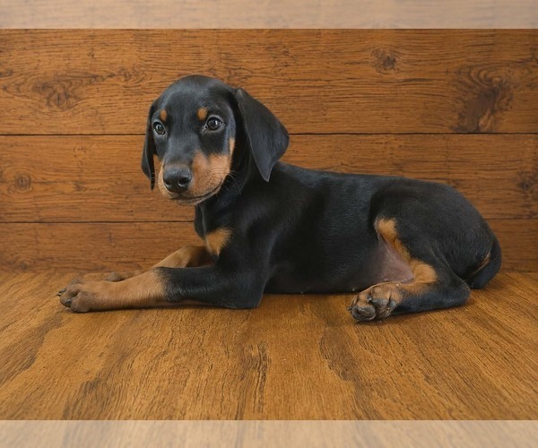 Medium Photo #3 Doberman Pinscher Puppy For Sale in KELLYTON, AL, USA