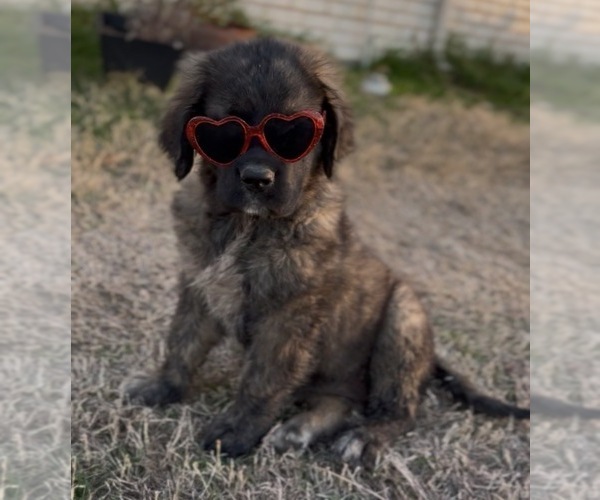 Medium Photo #6 Mastiff-Pyrenean Mastiff Mix Puppy For Sale in RHOME, TX, USA