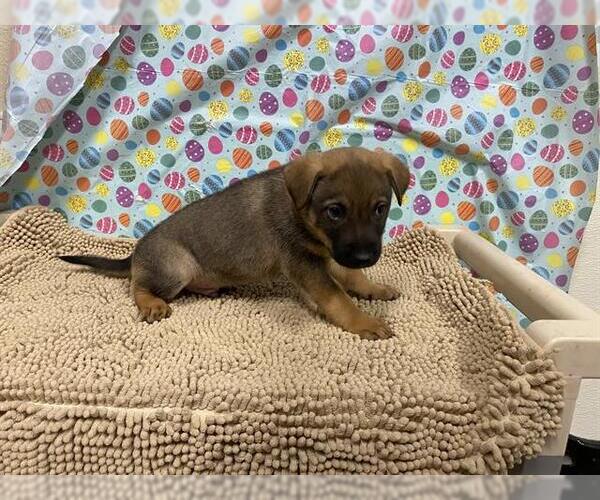Medium Photo #1 German Shepherd Dog-Unknown Mix Puppy For Sale in Modesto, CA, USA