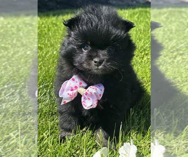 Medium Photo #3 Pomeranian Puppy For Sale in ROCK STREAM, NY, USA