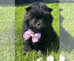 Small #2 Pomeranian