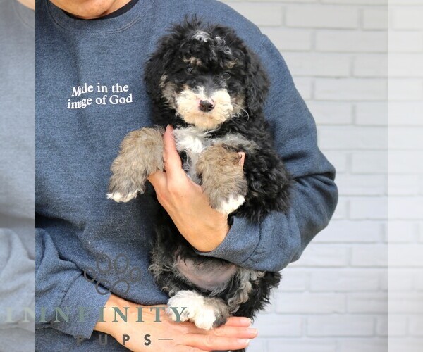 Medium Photo #3 Bernedoodle (Miniature) Puppy For Sale in NARVON, PA, USA