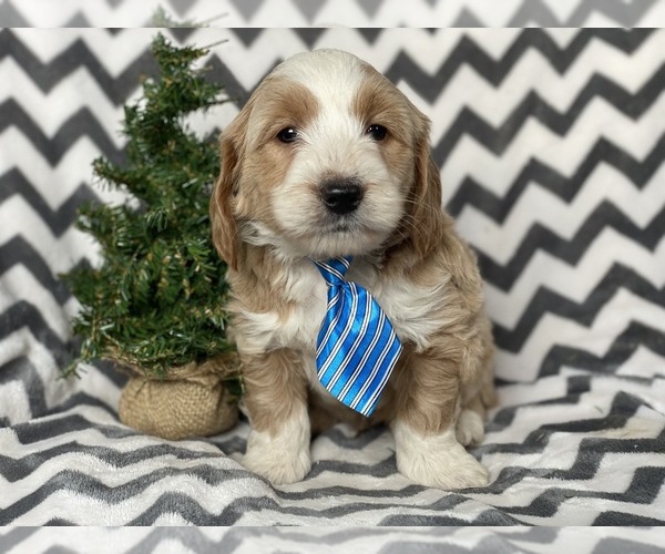 Medium Photo #1 Goldendoodle-Poodle (Miniature) Mix Puppy For Sale in CEDAR LANE, PA, USA