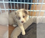 Puppy 1 Australian Shepherd