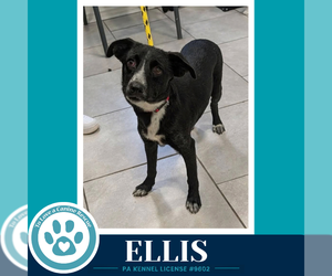 Ellis 100326 - Female Border Collie-Unknown Mix Dog for Adoption - Photo #2