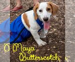 Small Photo #50 Basschshund Puppy For Sale in San Antonio, TX, USA