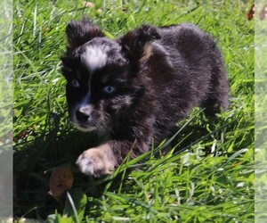 Miniature Australian Shepherd Puppy for sale in MARION CENTER, PA, USA