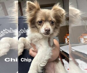 Chihuahua-Unknown Mix Dogs for adoption in Turlock, CA, USA