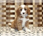 Small #3 Bernedoodle (Miniature)-Cavapoo (Miniature) Mix