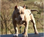 Small Photo #4 American Bully Puppy For Sale in CLEVELAND, GA, USA