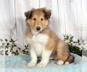 Collie Puppy for sale in PENNS CREEK, PA, USA