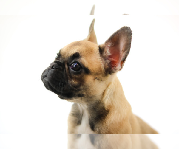 Medium Photo #2 French Bulldog Puppy For Sale in ORLANDO, FL, USA