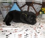 Small Photo #1 Labrador Retriever Puppy For Sale in AUSTIN, KS, USA