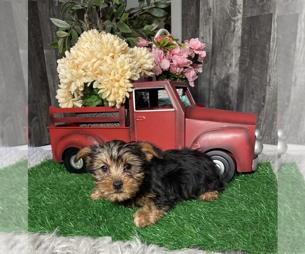 Medium Photo #1 Yorkshire Terrier Puppy For Sale in CANOGA, NY, USA