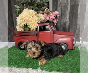 Yorkshire Terrier Puppy for Sale in CANOGA, New York USA