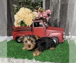 Image preview for Ad Listing. Nickname: Yankee yorkie