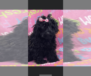 Poodle (Toy) Puppy for sale in SARASOTA, FL, USA