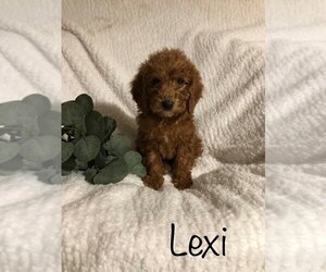 Goldendoodle-Poodle (Miniature) Mix Puppy for sale in FREDERICKSBG, OH, USA