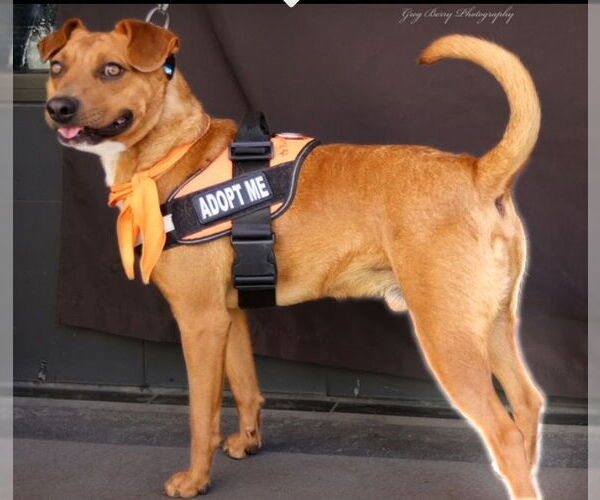 Medium Photo #2 Mutt Puppy For Sale in San Diego, CA, USA