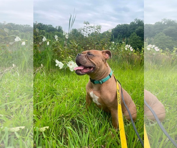 Medium Photo #23 American Bulldog-Unknown Mix Puppy For Sale in Derwood, MD, USA