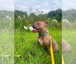 Small #22 American Bulldog Mix