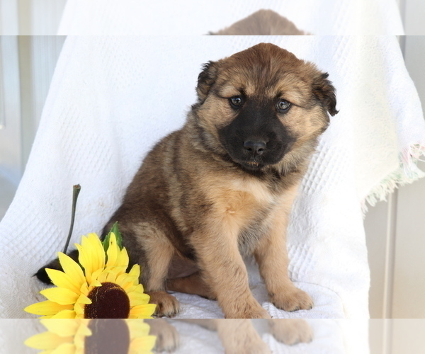 Medium Photo #1 Boxer-Norwegian Elkhound Mix Puppy For Sale in SHILOH, OH, USA