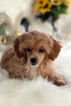 Small #19 Havanese-Poodle (Toy) Mix