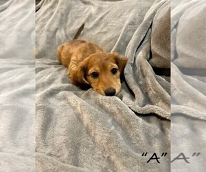 Dachshund Puppy for sale in BRUNSWICK, GA, USA