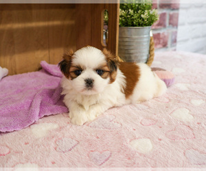 Shih Tzu Puppy for sale in SYRACUSE, IN, USA