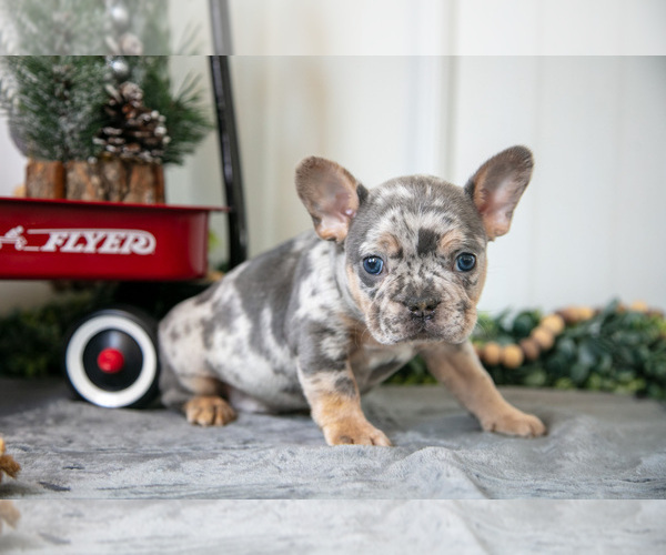 Medium Photo #2 Faux Frenchbo Bulldog Puppy For Sale in ADAMSVILLE, OH, USA