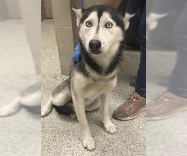 Medium Photo #1 Siberian Husky Puppy For Sale in Conroe, TX, USA
