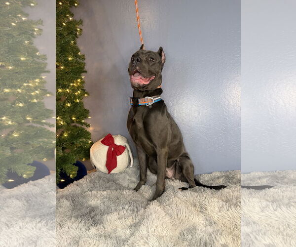 Medium Photo #3 Mutt Puppy For Sale in Goodyear, AZ, USA