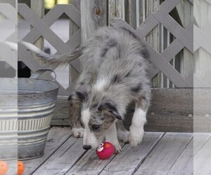 Border Collie Puppy for sale in DOUGLASS, KS, USA